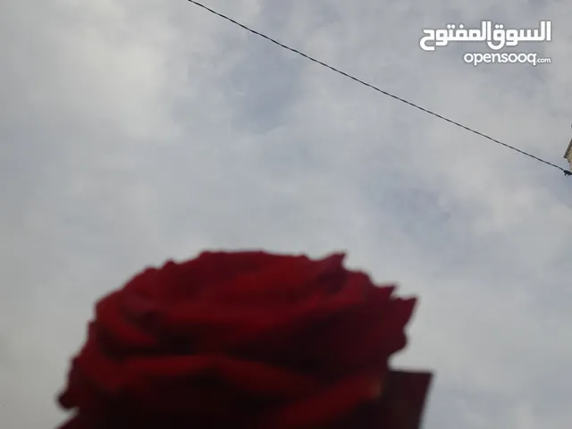 جاج محلق جامبو اسود سك فرختين وديك