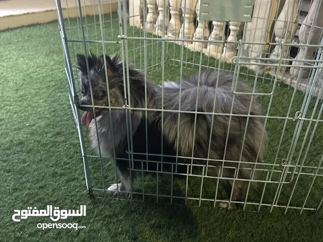 بومارينيان