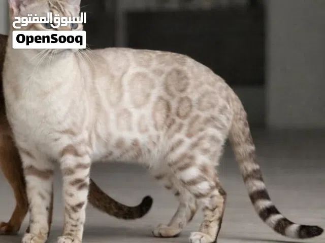 Bengal Cat.
