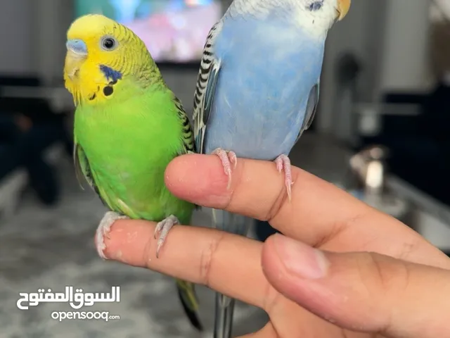 طائر. بجري زوج وزوجه مع قفص