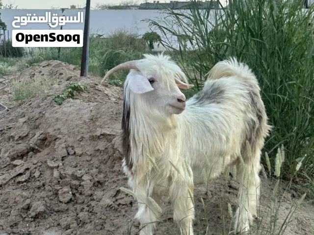للبيع جدي رحبي