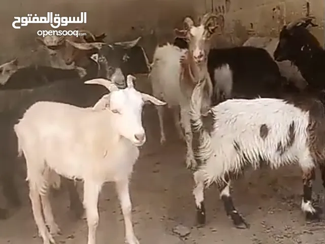 ماعز البينو. وسانين (ثنايا)