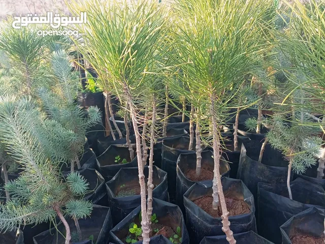 شجر صنوبر باكستاني وسرو ايطالي ثويا للبيع واشجار مثمره وشجر زينه