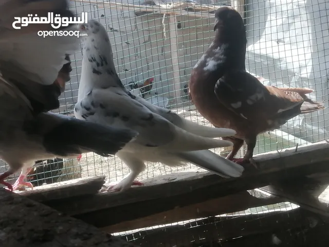 9جواز وطرف فردي عز الي بيكسب واكترهن مدحيات