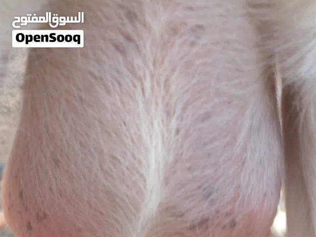 عنز فرنساويه جنس حليب ما شاء الله عشراء على ميلاد