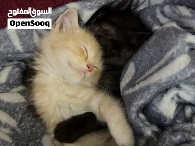قطين بريطاني شورت هير