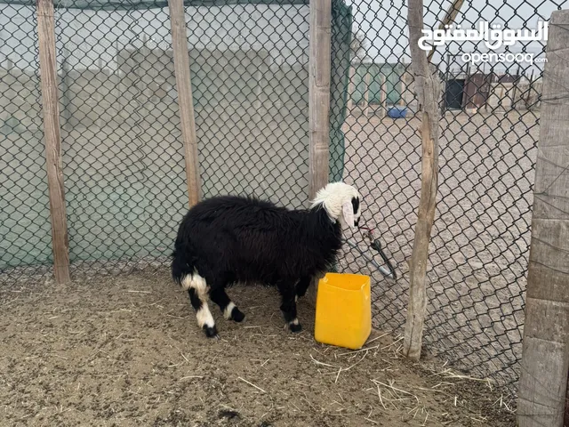 ماعز للبيع