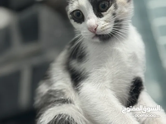 كاليكو/ميكس