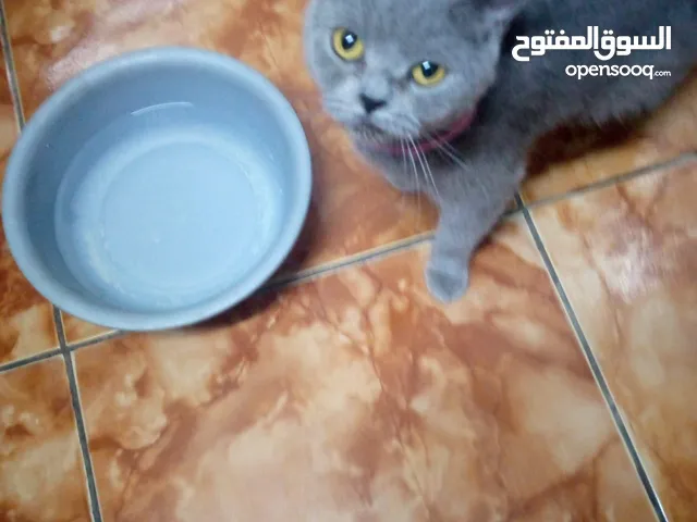 قطه سكوتش حامل للبيع