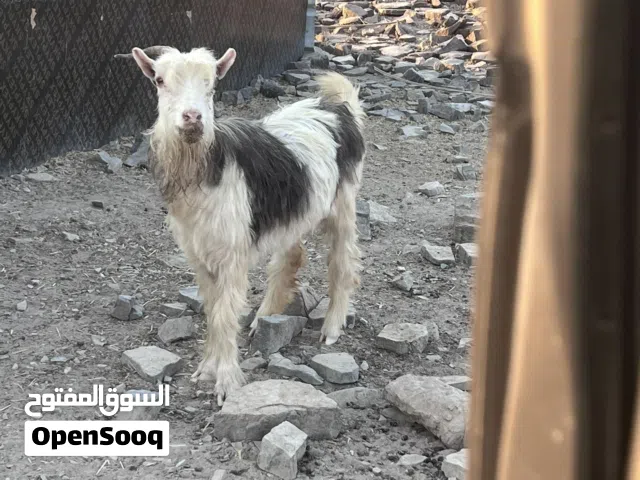 شاه من الحلال الرحوب بكر ما ولدت من قبل
