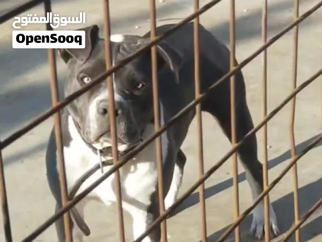 متوفر كلب بيتبول تيرير عمره 7 اشهر