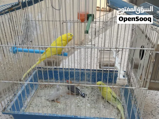 عصافير حب وجنه للبيع
