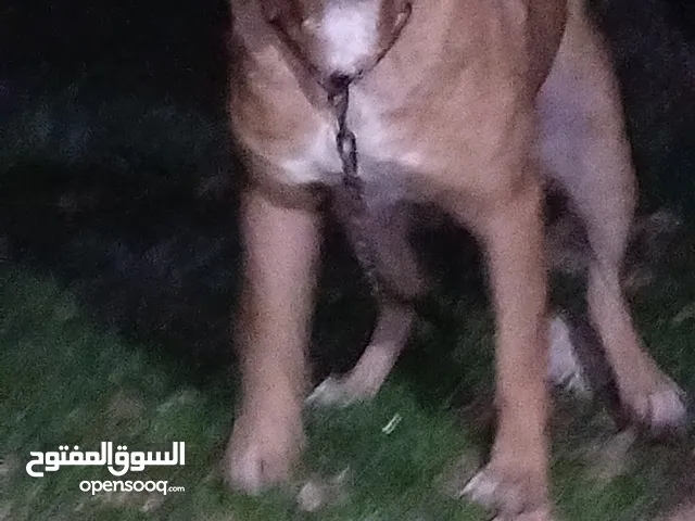 كلب بيت بول ذكر للبيع يوجد انثه مطيعه ....... كلب ذكر روت ويلر لاب توب نوع توشيبه مستعمل للبيع