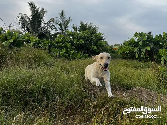 للبيع جرو لابلدور عمر 6 اشهر مطعم