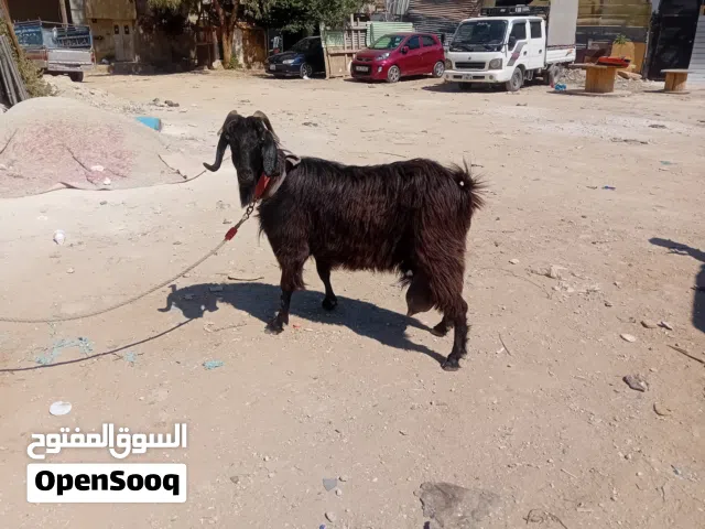 عنز حليب ماشاء الله تبارك الرحمن سن جمع