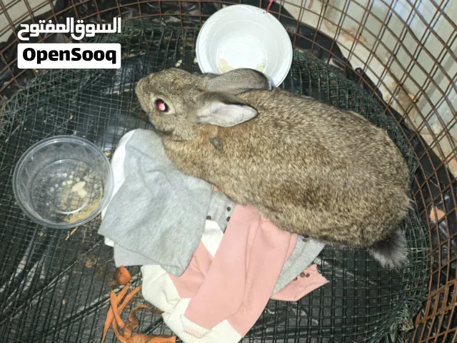 السعر قابل للتفاوض ارنب انثى كبير أليف جدا و يحب البشر جاهز للتزاوج لونه بني