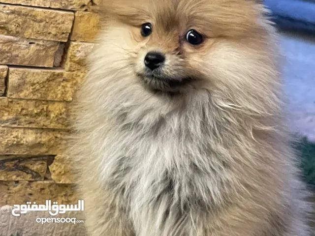 جراء بومرينان ستاندر وتيكب اقل سعر في الاردن واعلى مستوى السعر نهائي