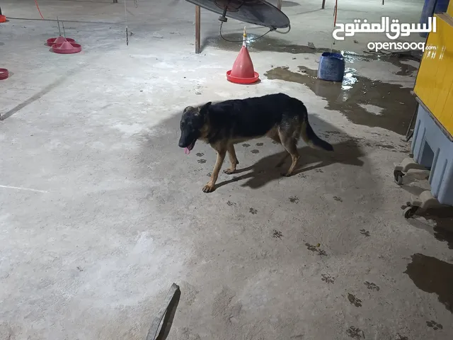 كلب جيرمن فاهم