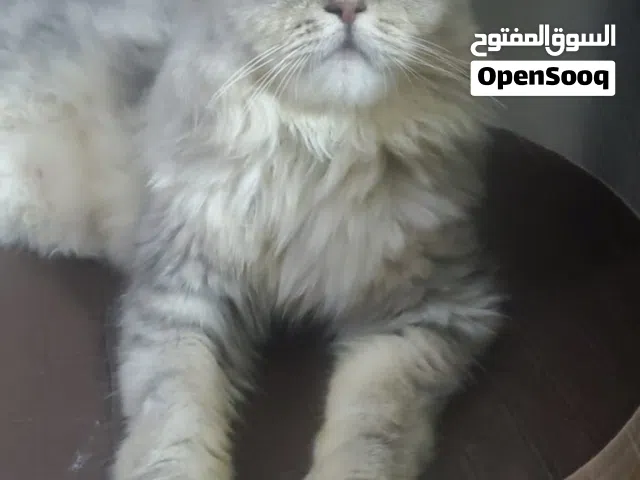 شيرازي مون فيس