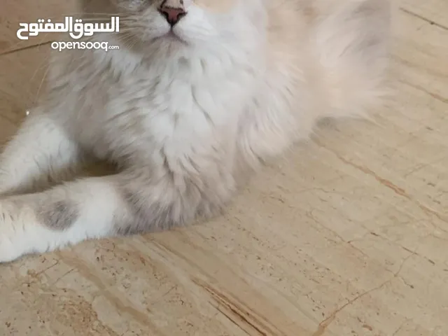 الأم قطه شيرازي وصغارها 3 كيتن نوعهم مكس العمر شهرين للتبني فقط