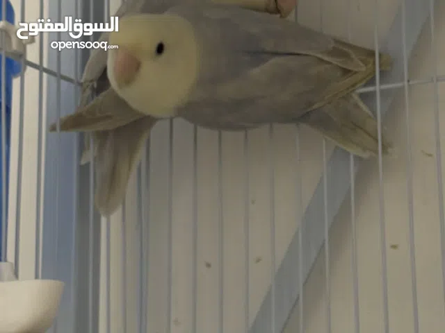 للبيع زوجين لوفبيرد اوبلاين الوان مميزه (باقي زوجبن)