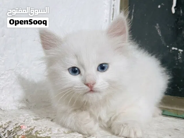 كتن تركي أنغورا ميكس شيرازي، عمره شهرين.