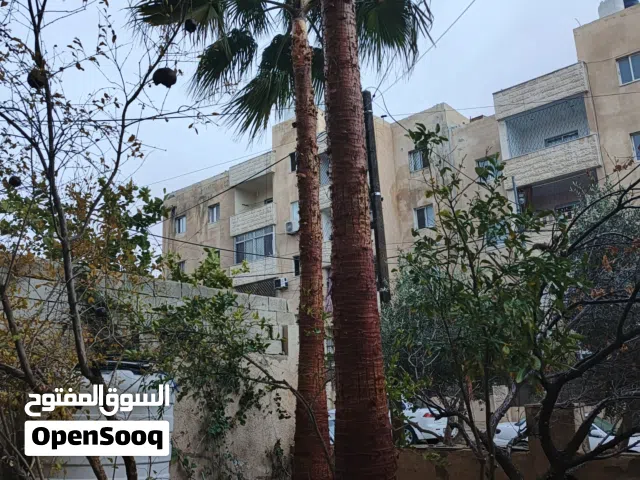 شجرتي نخيل للبيع