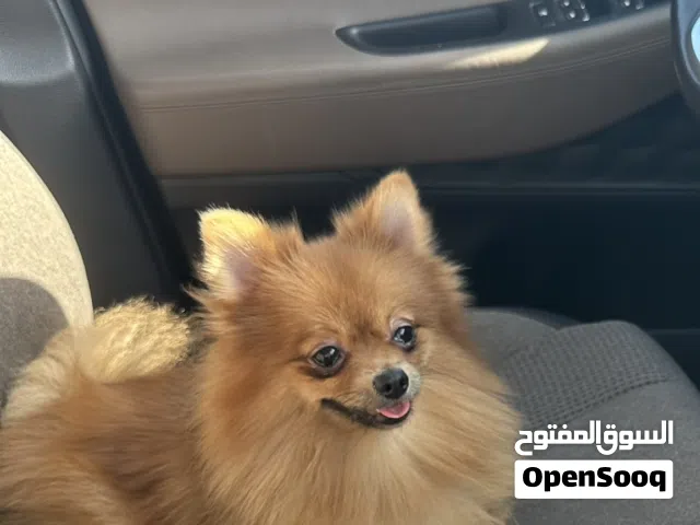 كلبه بومرينان للبيع