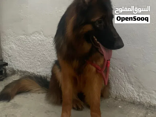 جيرمن شيبرد