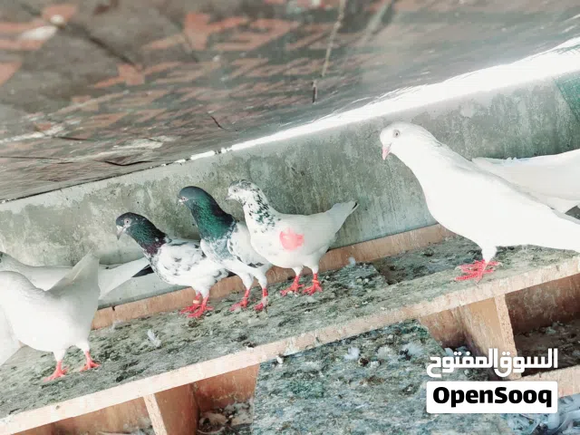 Pakistani pigeons highflyer and pati wala mix
