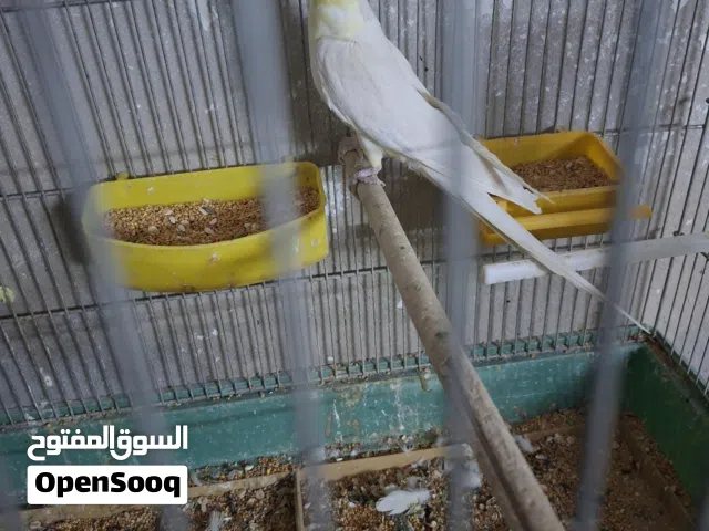 جوزين كوكتيل لاتينو حبات جامبو للبيع