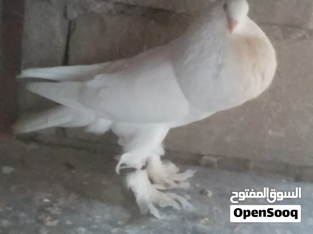 زوج نفاخة مزاويج حدرهن فرخات واحد اكلة الجريدي والثاني بعدة
