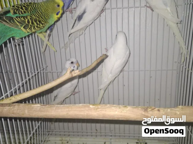 budgies for sale (Carefully bred by my son with great colours) 50 riyal per bird 550 for all but 2