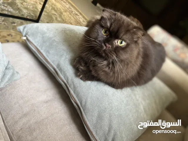 سكوتش فولد لونج هبر