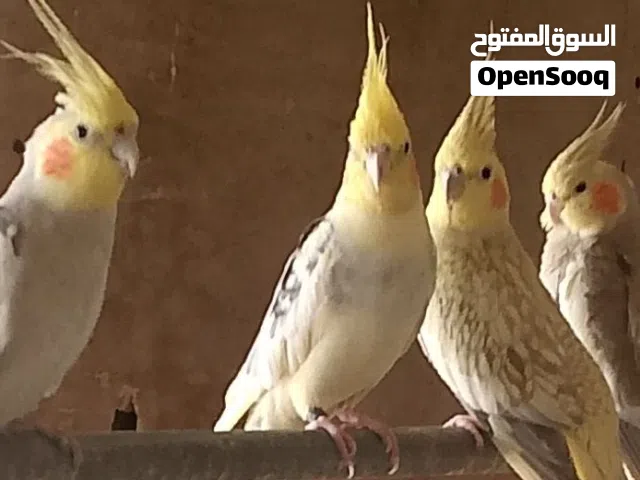 جوز بلبل بالانتاج