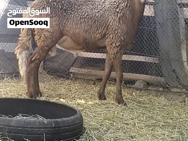 للبيع كبش فحل وجاعدة سودانيات بيور ماشاءالله تبارك الرحمان ..
