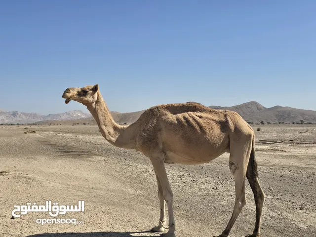 لبيع ناقه مال انتاج