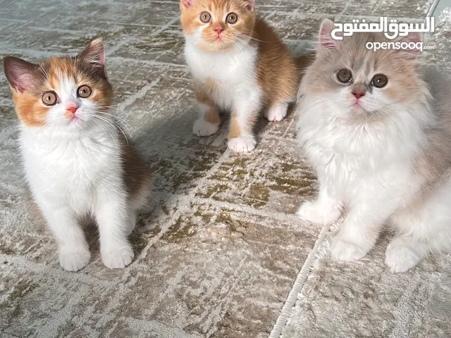 Pure British cat - قطط بريتش بيور - سلاله نقيه الوان مميزه