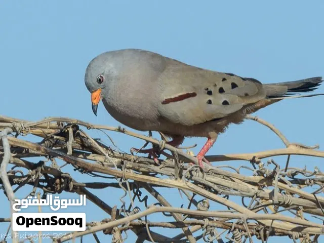 يمام النعيق