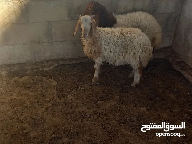 خروف وعبور بالصلاه على النبي