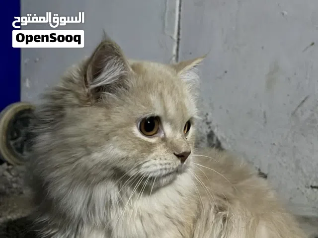 سنور شيرازي جميل جدن