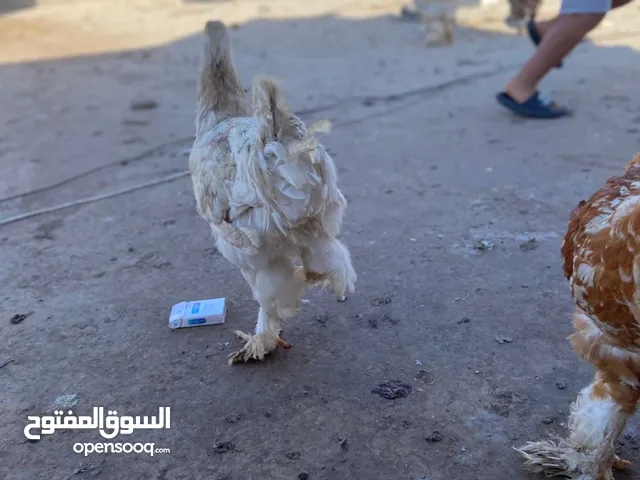 12دجاجه علفتوح ربي يبارك براهما