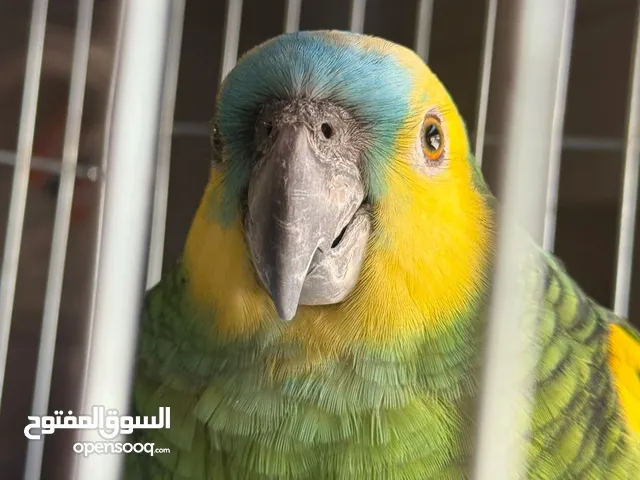 بلو فرونتد جاكو يلو فيس حبه ما شاء الله نضيفه معها حكي تعدش اليف جدا حبه مميزه ما شاء الله بسعر طري