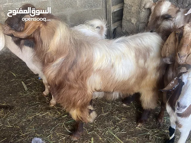 تيس باكستاني ع عماني هجين
