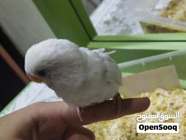 طير روز لاتينو عيون حمره للبيع نهاية غر يصلح لل اطفال
