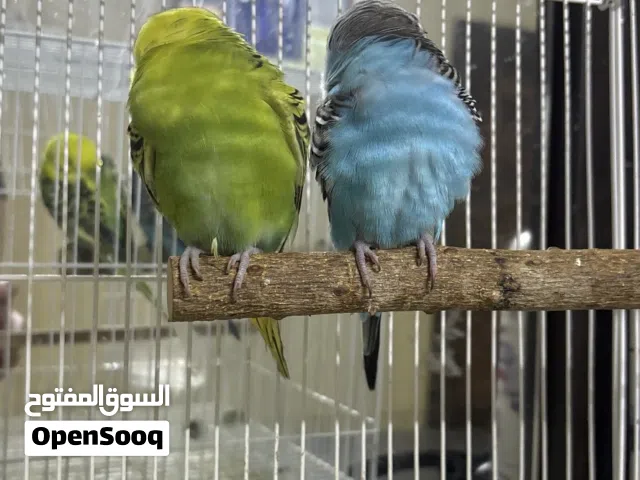 للبيع زوج طيور بادجي