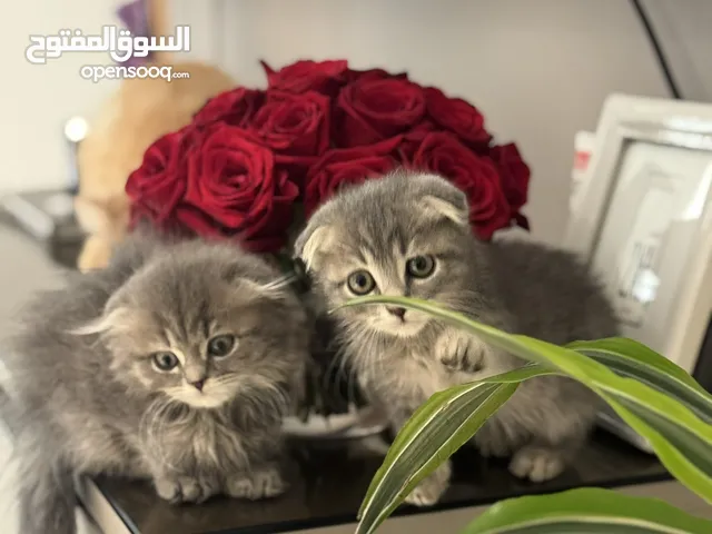 للتبني بسعر رمزي قطتان ذكر و أنثى سكوتش شورت هير و لونج هير عمر اربع شهور