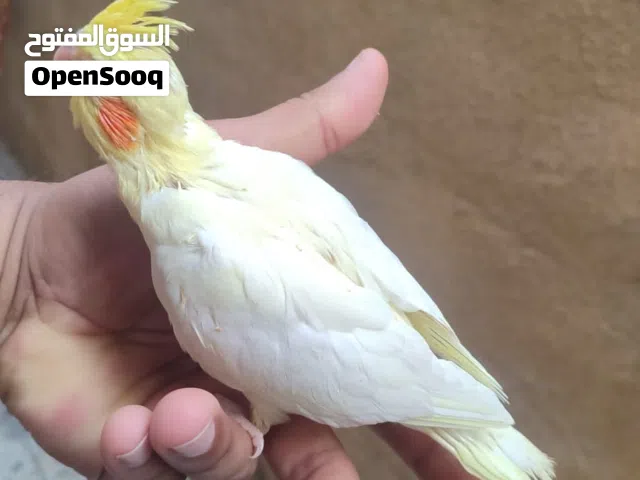 كوكتيل شكري اعيون حمر نقي بده ايلكط الوصف