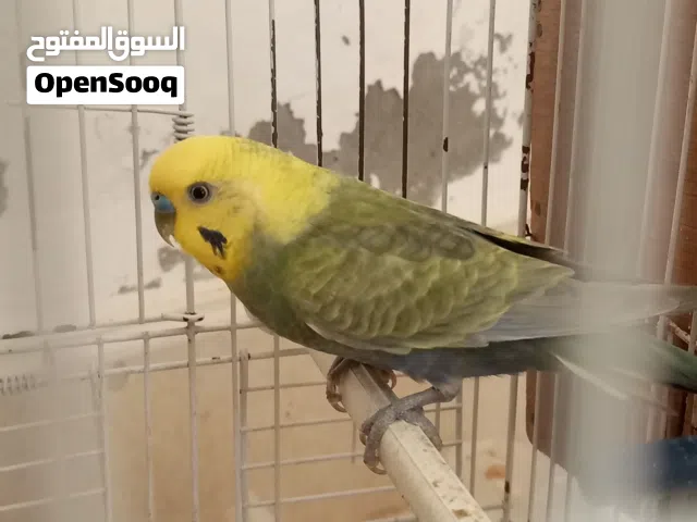 كوبية تحتها زوز فروخ و تسخن فالجديد