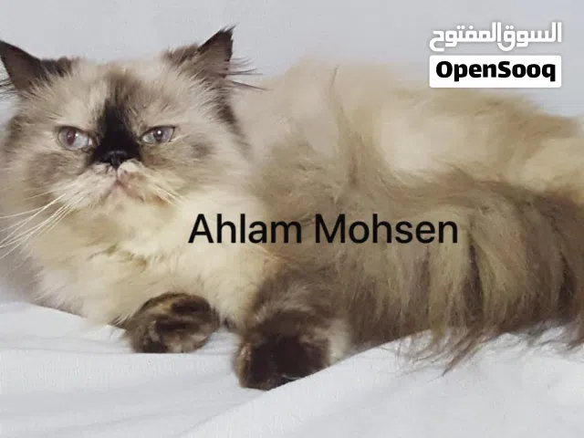 قطة بيرشن بيكي فيس